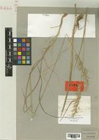 Arrhenatherum erianthum Boiss. & Reut. [family POACEAE]