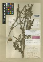 Carduus hystrix C. A. Mey. [family COMPOSITAE]