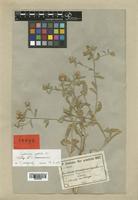 Centaurea ramosissima Freyn & Sint. [family COMPOSITAE]