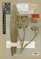 Espeletia schultzii Wedd. [family COMPOSITAE]