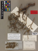 Type of Flourensia polyclada S. F. Blake [family COMPOSITAE]
