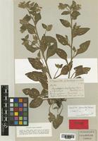 Symphytum brachycalyx Boiss. [family BORAGINACEAE]