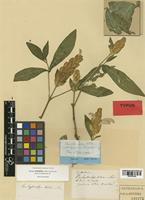 Justicia lutea Schult. [family ACANTHACEAE]