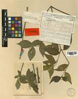 Alternanthera scandens Herzog [family AMARANTHACEAE]