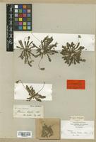 Thrincia hispida Boiss. var. minor [family COMPOSITAE]