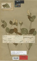 Isotype of Cyathula triuncinata Moq. [family AMARANTHACEAE]