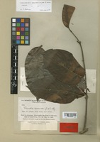Isotype of Banisteriopsis brevipedicellata B. Gates [family MALPIGHIACEAE]