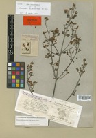 Isotype of Banisteria blanchetiana A. Juss. [family MALPIGHIACEAE]