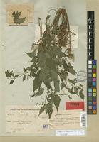 Isotype of Droguetia hildebrandtii Friis & Wilmot-Dear [family URTICACEAE]