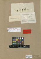 Isotype of Euphrasia sicardii Sennen [family SCROPHULARIACEAE]