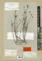 Type of Linaria salzmannii Boiss. var. flava Boiss. [family SCROPHULARIACEAE]