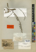 Type of Linaria melanantha Boiss. & Reut. [family SCROPHULARIACEAE]