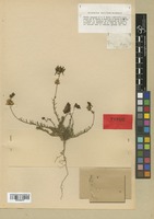Type of Linaria melanantha Boiss. & Reut. [family SCROPHULARIACEAE]