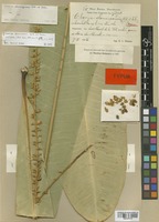 Isolectotype of Clavija domingensis Urb. & Ekman [family THEOPHRASTACEAE]