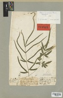 Syntype of Pteris ensiformis Burm. f. [family PTERIDACEAE]