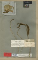 Lectotype of Canavalia mollis Wight & Arn. [family LEGUMINOSAE]