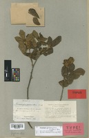 Isotype of Flemingia pycnantha Benth. [family LEGUMINOSAE]