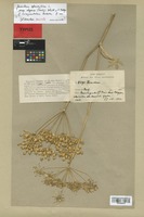Holotype of Heracleum sphondylium L. f. trisegmentatum Reduron [family UMBELLIFERAE]