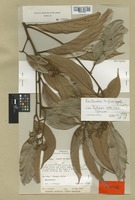 Isotype of Nectandra ruforamula Rohwer [family LAURACEAE]