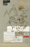 Type of Vicia palaestina Boiss. [family LEGUMINOSAE]