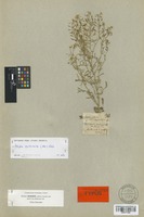 Syntype of Nasturtium hispanicum Boiss. & Reut. [family CRUCIFERAE]