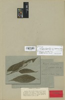 Isotype of Acalypha diversifolia Jacq. var. squarrosa Müll. Arg. [family EUPHORBIACEAE]