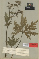 Isolectotype of Geranium anemonifolium L'Hér. var. major Pit. [family GERANIACEAE]