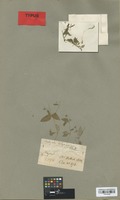 Type of Anotis calycina Hook. f. [family RUBIACEAE]