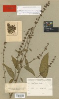 Isotype of Rumex ×exsul Danser [family POLYGONACEAE]