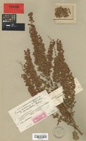 Isotype of Rumex ×exspectatus Rech. f. [family POLYGONACEAE]