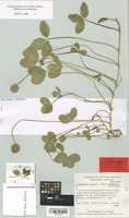 Isotype of Trifolium repens L. f. allioideum Dore [family LEGUMINOSAE]