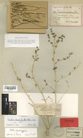 Isolectotype of Salsola schweinfurthii Solms [family CHENOPODIACEAE]