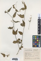 Isotype of Alternanthera altacruzensis Suess. [family AMARANTHACEAE]