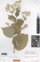 Holotype of Alternanthera corymbiformis Eliasson [family AMARANTHACEAE]