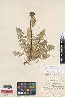 Isolectotype of Taraxacum ochrochlorum G. E. Haglund [family ASTERACEAE]