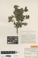 Type of Rosa spinosissima L. var. medelingensis Hayek [family ROSACEAE]