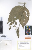 Holotype of Alternanthera grandis Eliasson [family AMARANTHACEAE]
