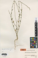 Isotype of Anthochlamys rechingeri Aellen [family CHENOPODIACEAE]