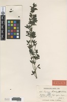Type of Coprosma skottsbergiana W. R. B. Oliv. [family RUBIACEAE]