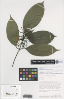 Isotype of Palicourea anderssoniana C. M. Taylor [family RUBIACEAE]