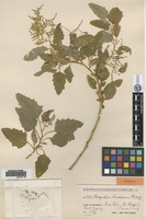 Type of Chenopodium crusoeanum Skottsb. [family CHENOPODIACEAE]