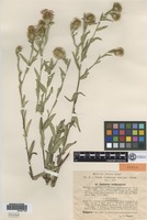 Type of Centaurea trichocephala M. Bieb ex Willd. f. simonkaiana Hayek [family ASTERACEAE]