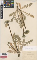 Isolectotype of Taraxacum huelphersianum Dahlst. ex G. E. Haglund [family ASTERACEAE]