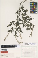 Holotype of Gonzalagunia exigua B. Ståhl [family RUBIACEAE]