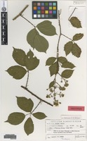 Isotype of Rubus nuptialis H. E. Weber [family ROSACEAE]