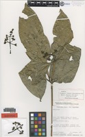 Isotype of Coussarea liesneri Steyerm. [family RUBIACEAE]