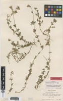Isotype of Verbena tenuisecta Briq. var. alba Moldenke [family VERBENACEAE]