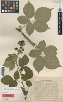 Type of Rubus polyanthemus Lindeb. [family ROSACEAE]