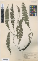 Isotype of Blechnum mexiae Copel. [family BLECHNACEAE]
