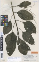 Isolectotype of Charpentiera obovata Gaudich. f. grandifolia Suess. [family AMARANTHACEAE]